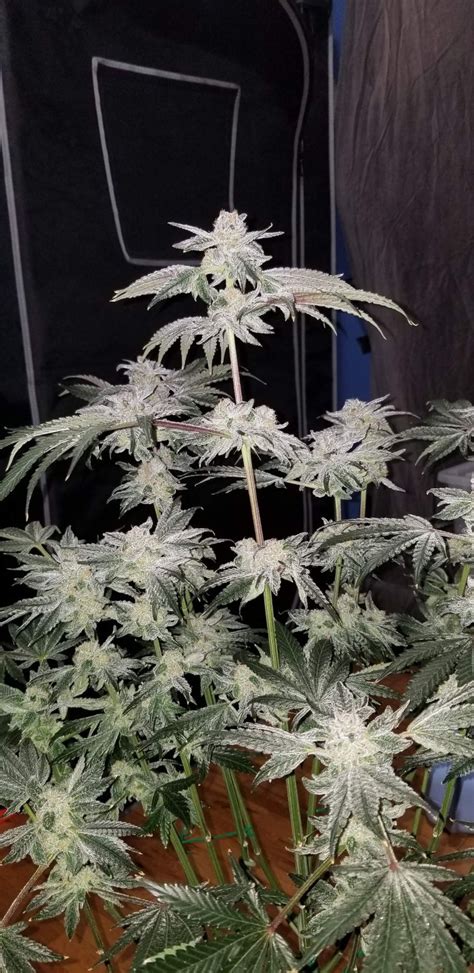 That's why I have decided to review some of my absolute favorite <b>strains</b> to grow. . Gaschata strain info